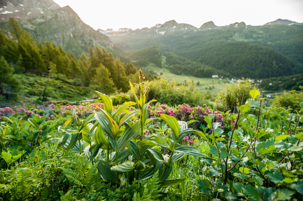 Flora alpina in Val Buscagna, Alpe Devero - Comune di Baceno - ph. Paolo Sartori